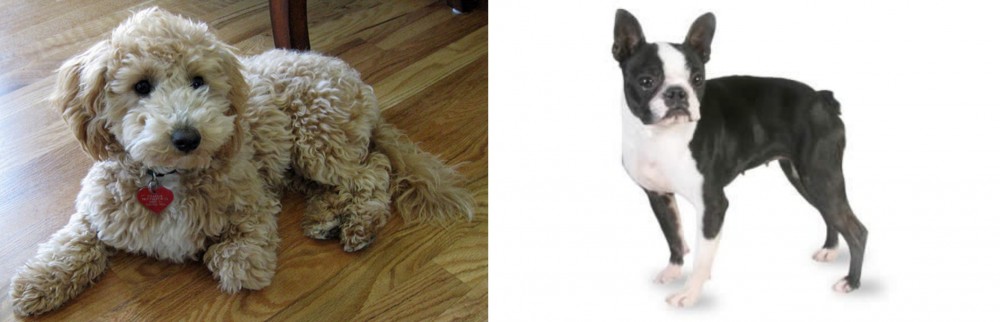 Boston Terrier vs Bichonpoo - Breed Comparison