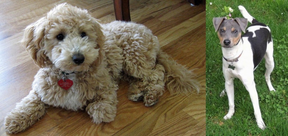 Brazilian Terrier vs Bichonpoo - Breed Comparison