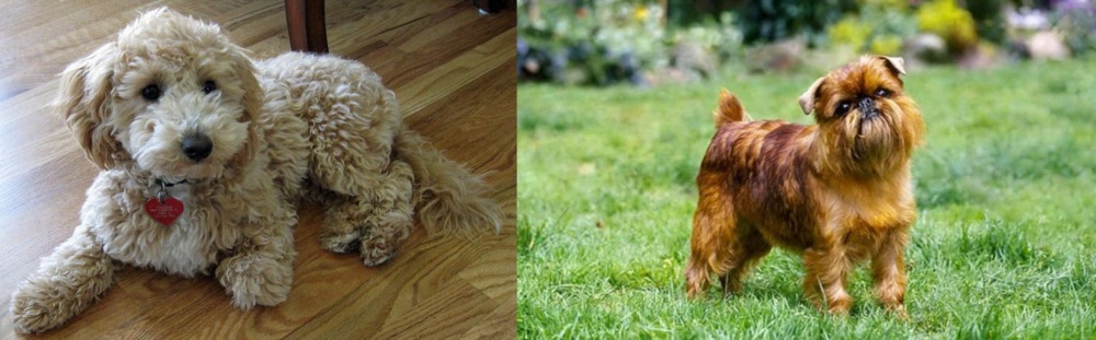 Brussels Griffon vs Bichonpoo - Breed Comparison