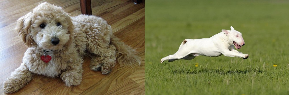 Bull Terrier vs Bichonpoo - Breed Comparison