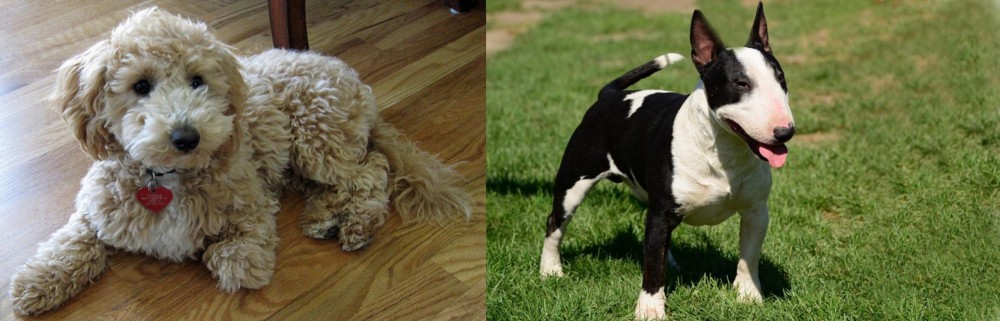 Bull Terrier Miniature vs Bichonpoo - Breed Comparison