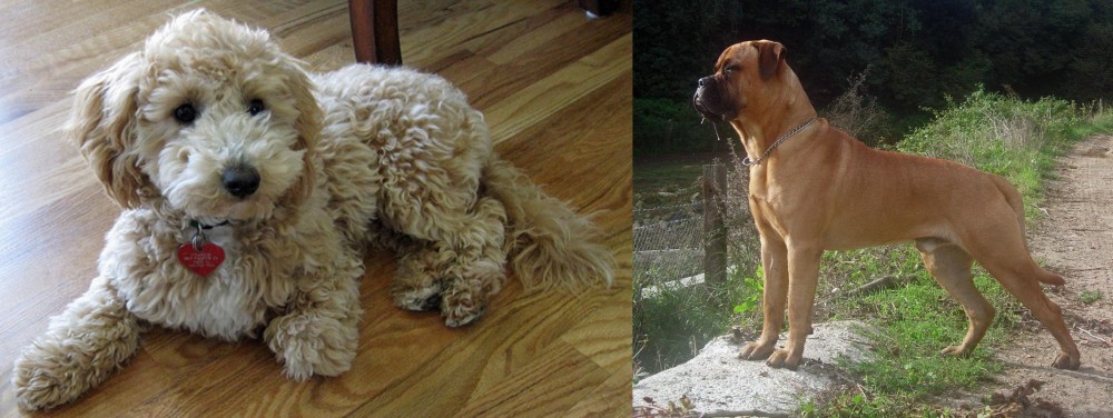 Bullmastiff vs Bichonpoo - Breed Comparison
