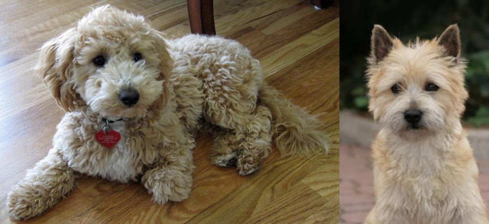 Cairn Terrier vs Bichonpoo - Breed Comparison