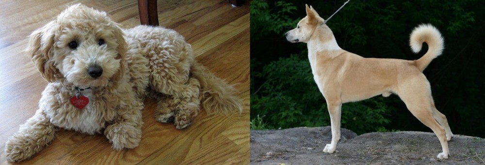 Canaan Dog vs Bichonpoo - Breed Comparison