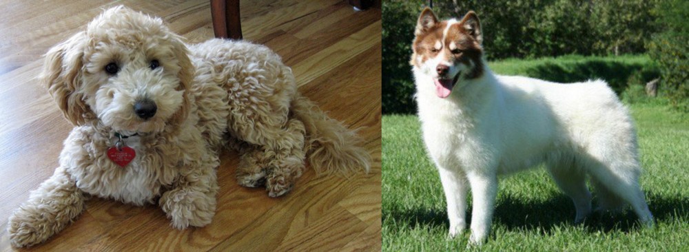 Canadian Eskimo Dog vs Bichonpoo - Breed Comparison