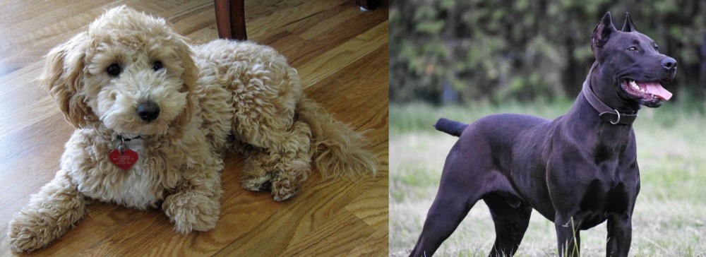 Canis Panther vs Bichonpoo - Breed Comparison