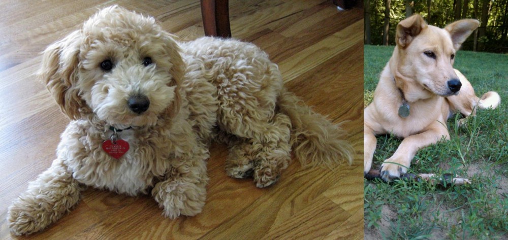 Carolina Dog vs Bichonpoo - Breed Comparison