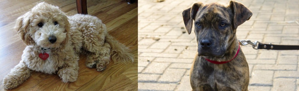 Catahoula Bulldog vs Bichonpoo - Breed Comparison