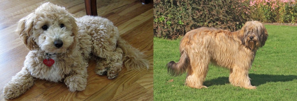 Catalan Sheepdog vs Bichonpoo - Breed Comparison