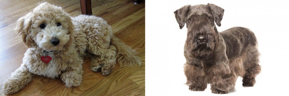 Cesky Terrier vs Bichonpoo - Breed Comparison