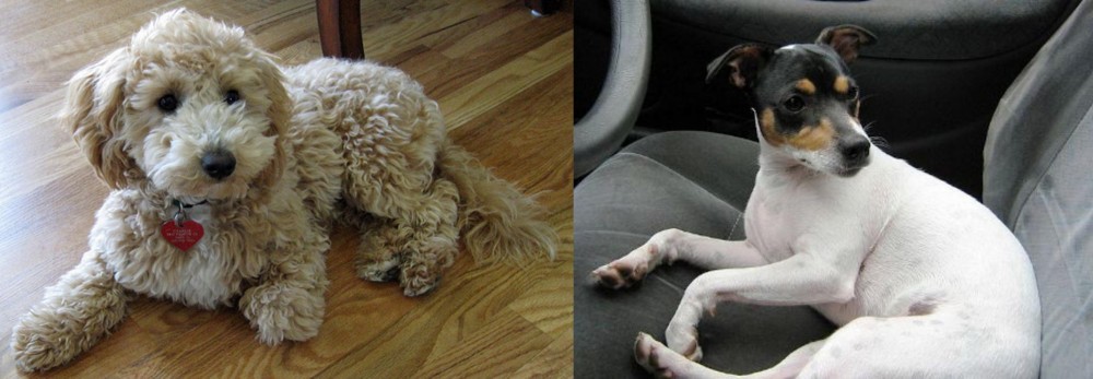 Chilean Fox Terrier vs Bichonpoo - Breed Comparison