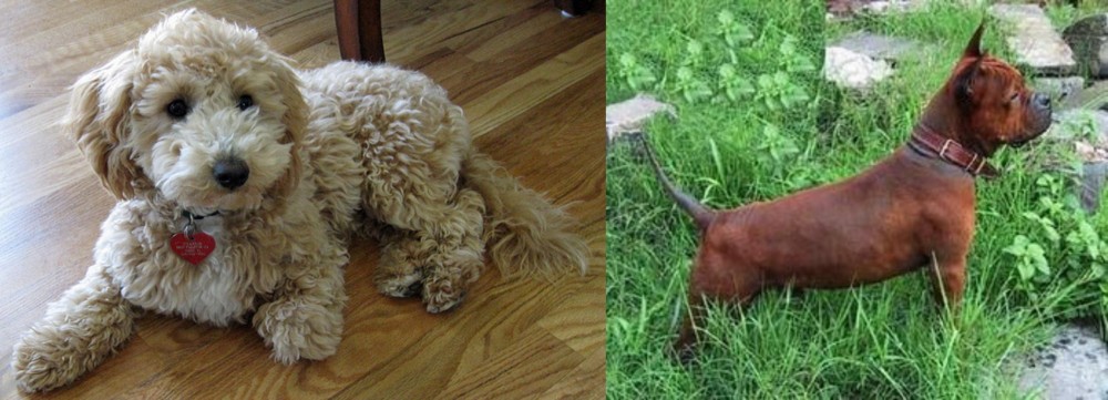 Chinese Chongqing Dog vs Bichonpoo - Breed Comparison