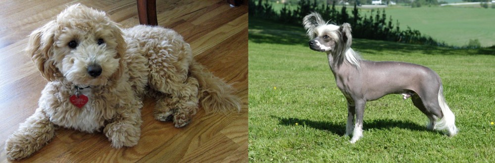Chinese Crested Dog vs Bichonpoo - Breed Comparison
