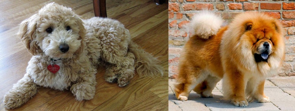 Chow Chow vs Bichonpoo - Breed Comparison
