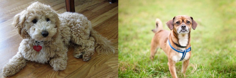 Chug vs Bichonpoo - Breed Comparison