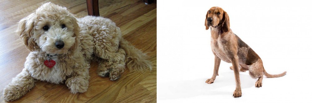 Coonhound vs Bichonpoo - Breed Comparison