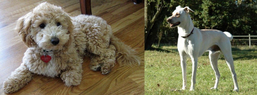 Cretan Hound vs Bichonpoo - Breed Comparison