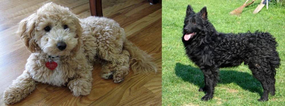 Croatian Sheepdog vs Bichonpoo - Breed Comparison