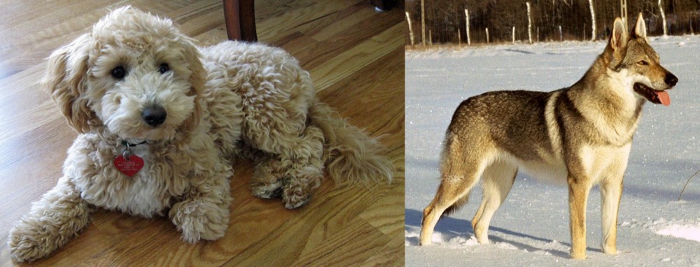 Czechoslovakian Wolfdog vs Bichonpoo - Breed Comparison
