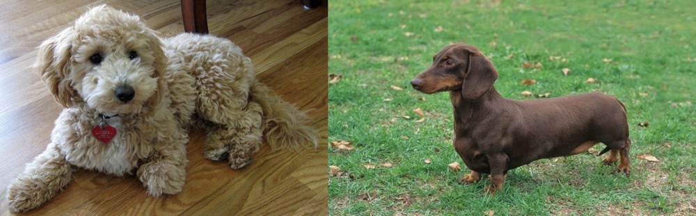 Dachshund vs Bichonpoo - Breed Comparison