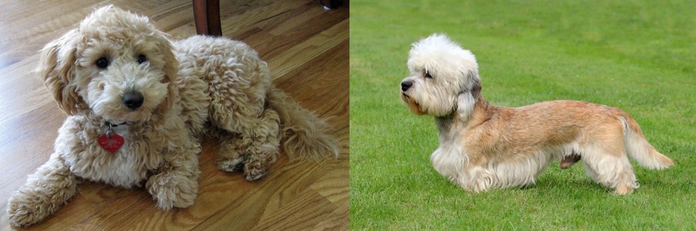 Dandie Dinmont Terrier vs Bichonpoo - Breed Comparison