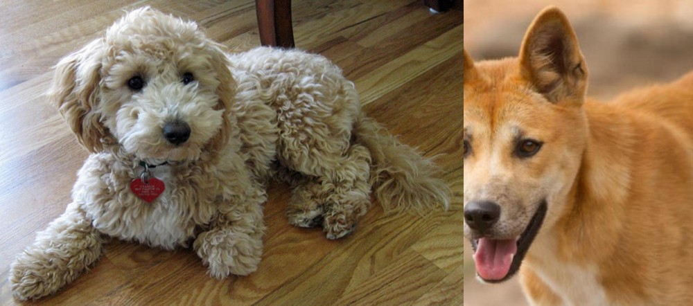 Dingo vs Bichonpoo - Breed Comparison