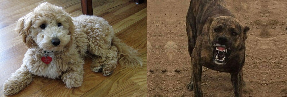 Dogo Sardesco vs Bichonpoo - Breed Comparison