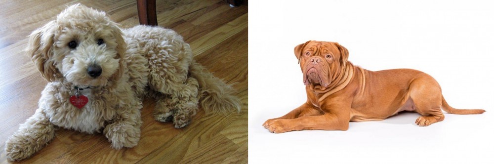 Dogue De Bordeaux vs Bichonpoo - Breed Comparison