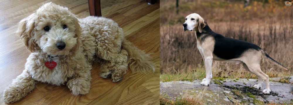 Dunker vs Bichonpoo - Breed Comparison