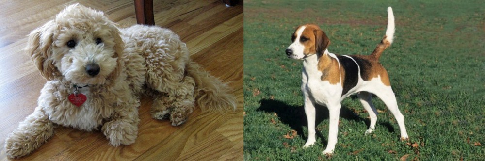 English Foxhound vs Bichonpoo - Breed Comparison