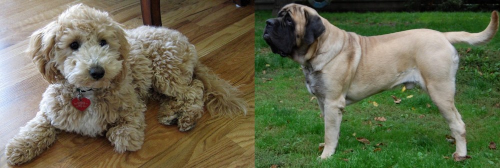 English Mastiff vs Bichonpoo - Breed Comparison