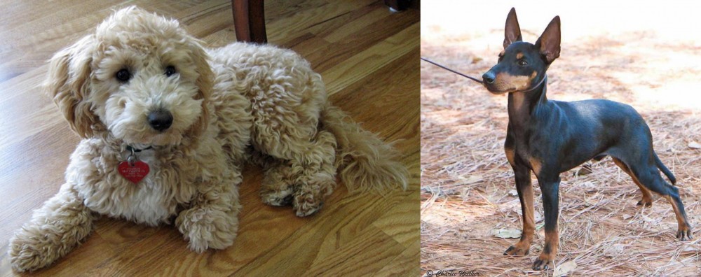 English Toy Terrier (Black & Tan) vs Bichonpoo - Breed Comparison