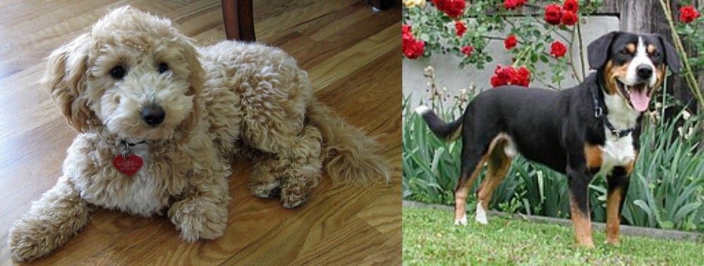 Entlebucher Mountain Dog vs Bichonpoo - Breed Comparison