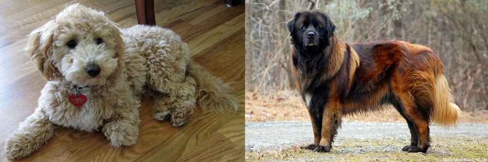 Estrela Mountain Dog vs Bichonpoo - Breed Comparison