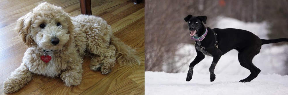 Eurohound vs Bichonpoo - Breed Comparison