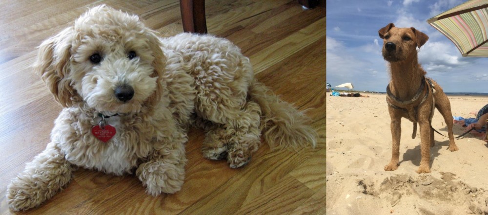 Fell Terrier vs Bichonpoo - Breed Comparison