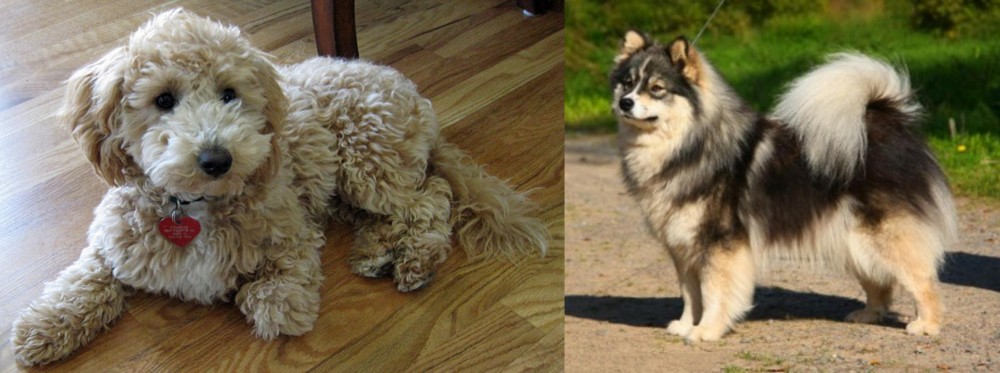 Finnish Lapphund vs Bichonpoo - Breed Comparison
