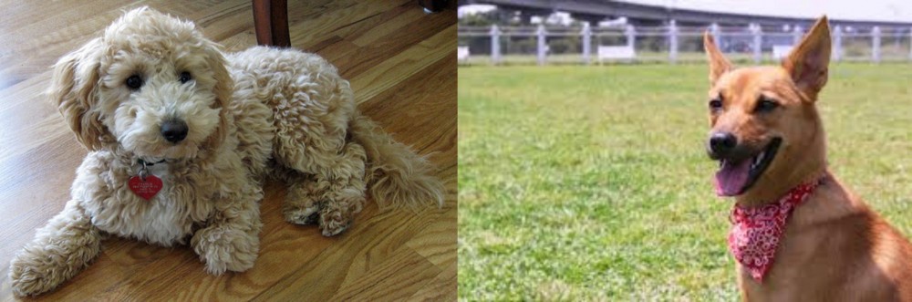 Formosan Mountain Dog vs Bichonpoo - Breed Comparison