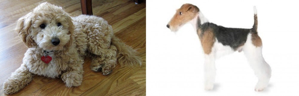 Fox Terrier vs Bichonpoo - Breed Comparison