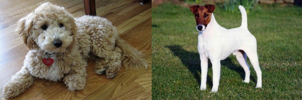 Fox Terrier (Smooth) vs Bichonpoo - Breed Comparison