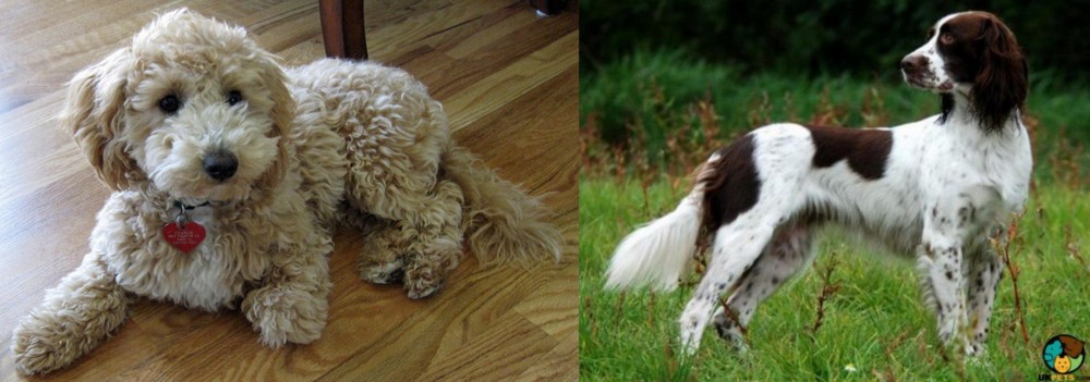 French Spaniel vs Bichonpoo - Breed Comparison