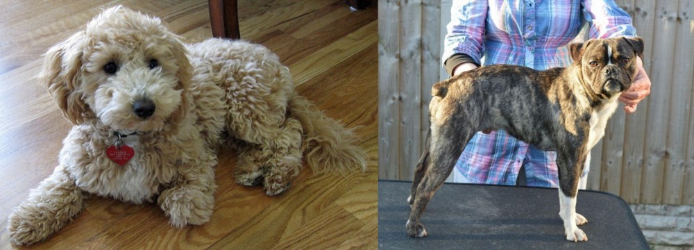 Fruggle vs Bichonpoo - Breed Comparison
