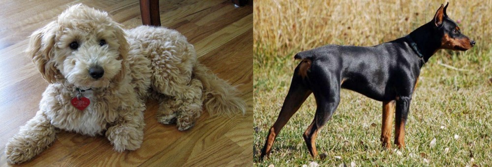 German Pinscher vs Bichonpoo - Breed Comparison