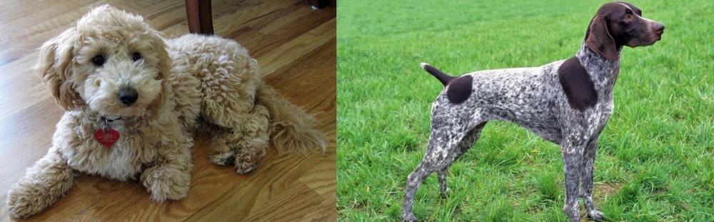 German Shorthaired Pointer vs Bichonpoo - Breed Comparison
