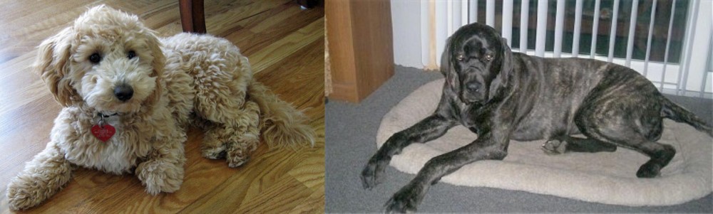 Giant Maso Mastiff vs Bichonpoo - Breed Comparison
