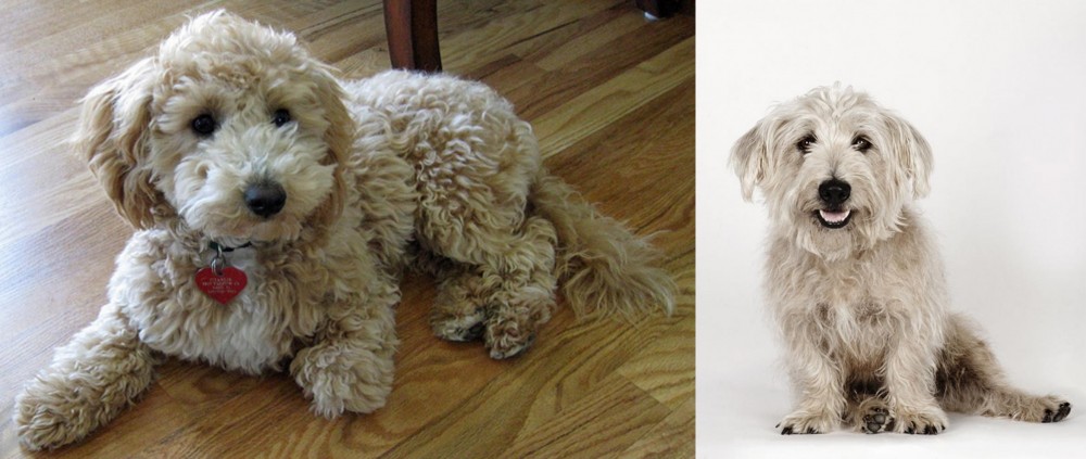 Glen of Imaal Terrier vs Bichonpoo - Breed Comparison