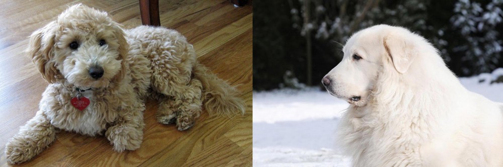Great Pyrenees vs Bichonpoo - Breed Comparison