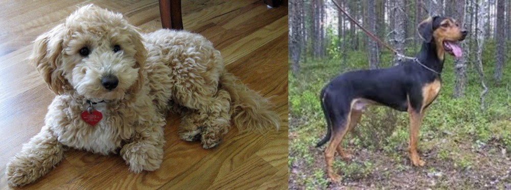 Greek Harehound vs Bichonpoo - Breed Comparison