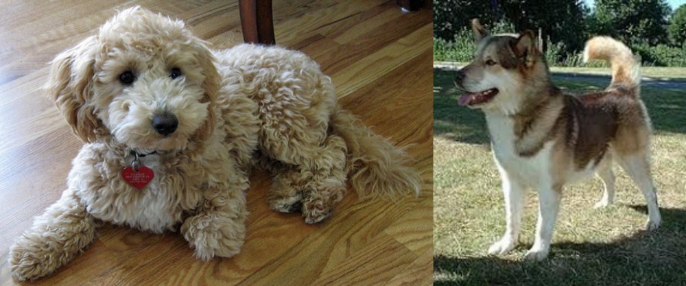 Greenland Dog vs Bichonpoo - Breed Comparison