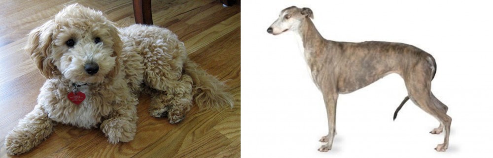 Greyhound vs Bichonpoo - Breed Comparison
